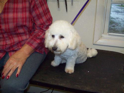 Guy (pending adoption)