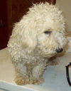 Guy (pending adoption)