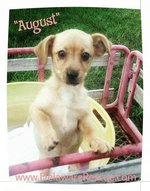 August (Pending Adoption)