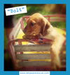 Bolt (Pending Adoption)