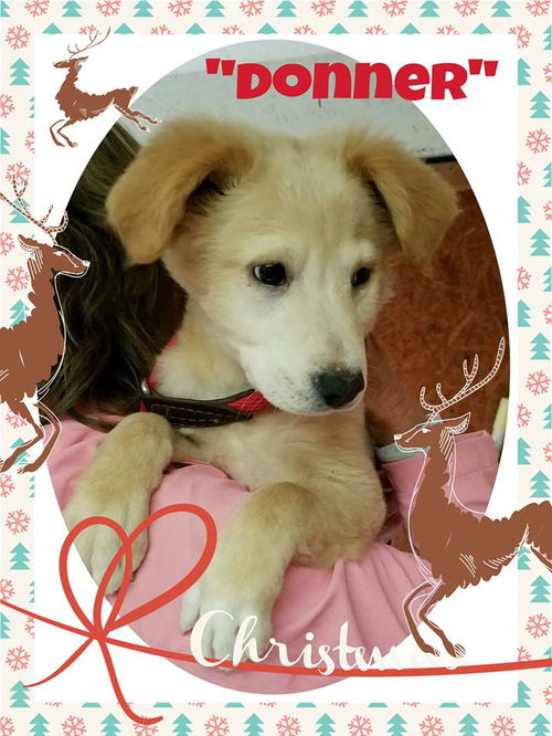 Donner- Pending adoption