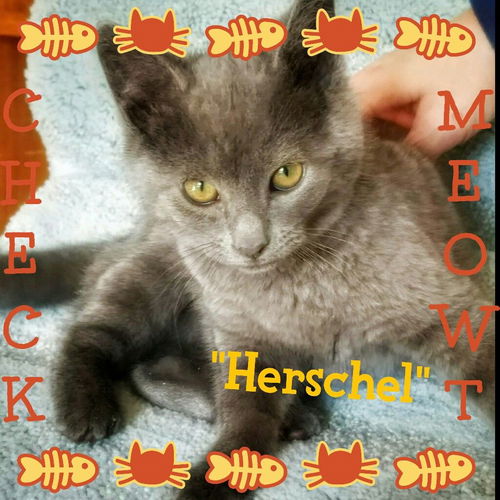 Herschel- PENDING ADOPTION