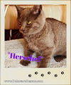 Herschel- PENDING ADOPTION