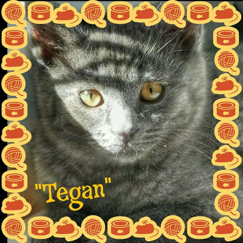 Tegan