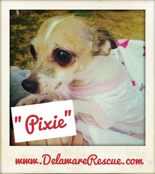 Pixie