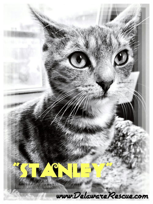 Stanley