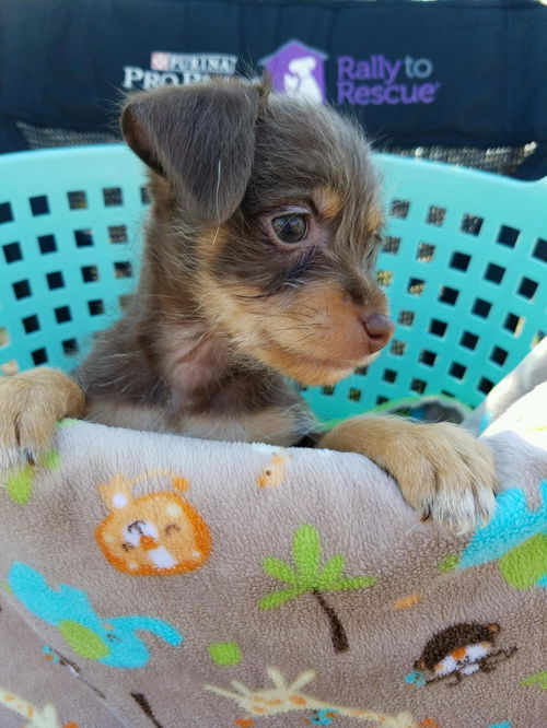 Clover PENDING ADOPTION