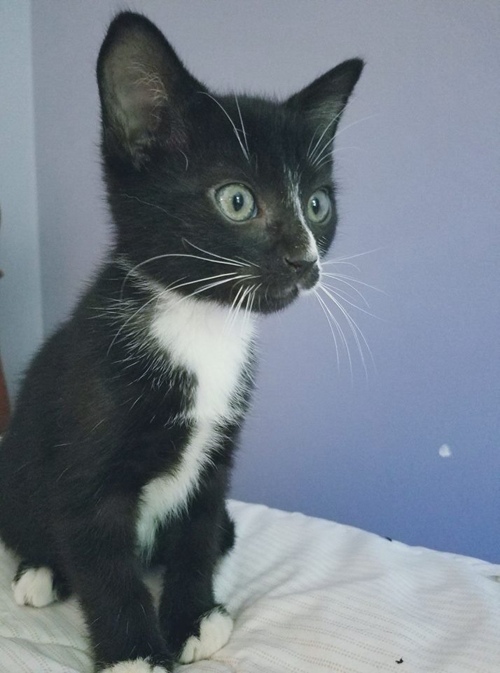 Fudge HOLD PENDING ADOPTION's  Page