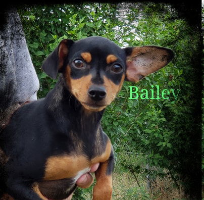 Bailey