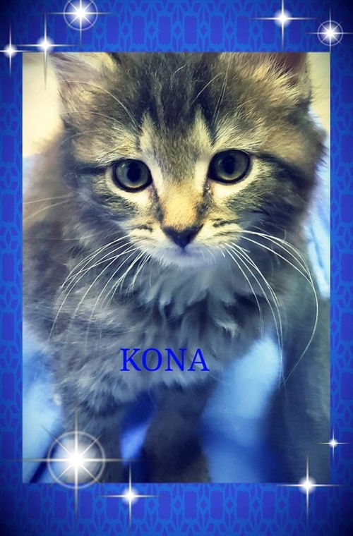 Kona