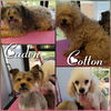 Cotton