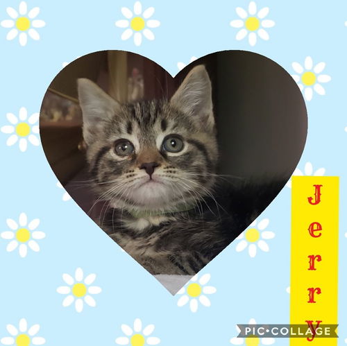 Jerry-CURRENTLY FIV POSITIVE