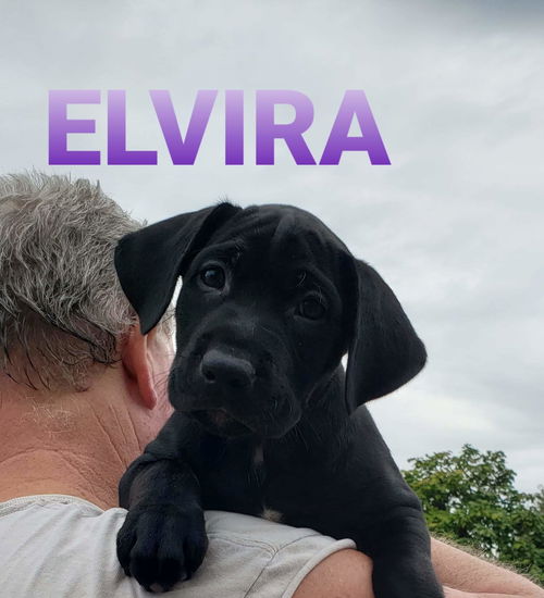 Elvira. PENDING ADOPTION