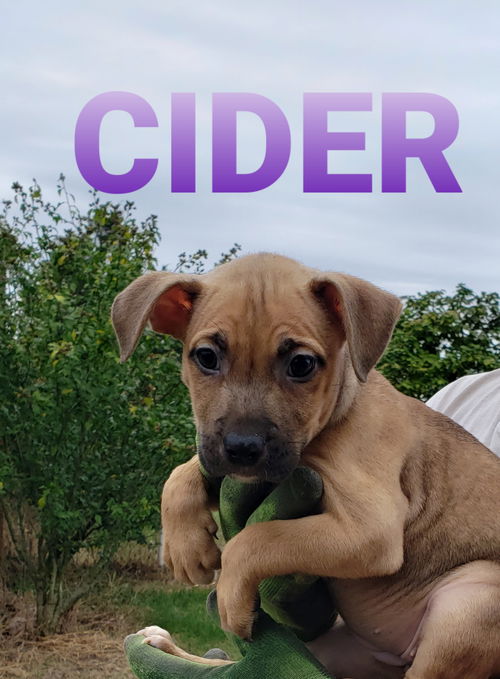 Cider. PENDING ADOPTION