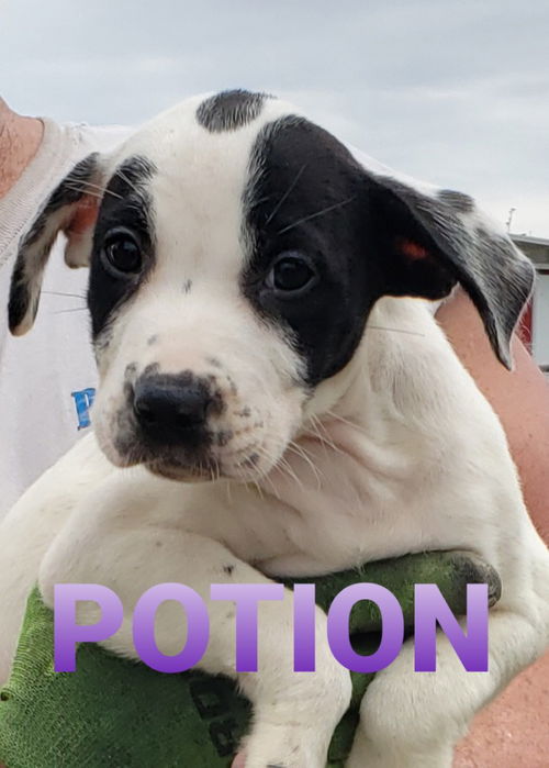 Potion. PENDING ADOPTION