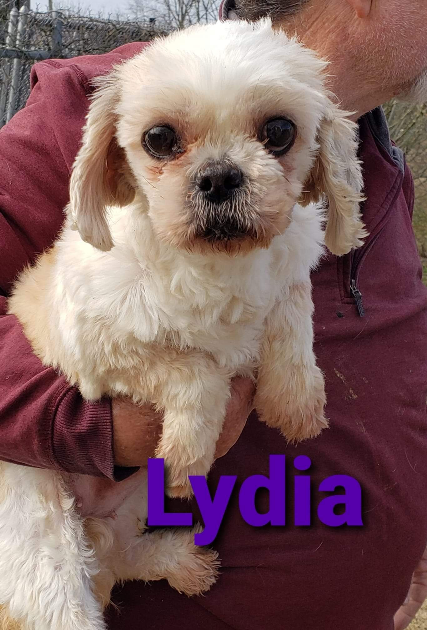 adoptable Dog in Seaford, DE named Lydia. PENDING ADOPTION