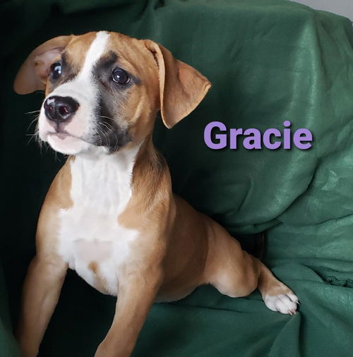 Gracie