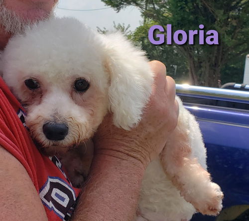 Gloria PENDING ADOPTION