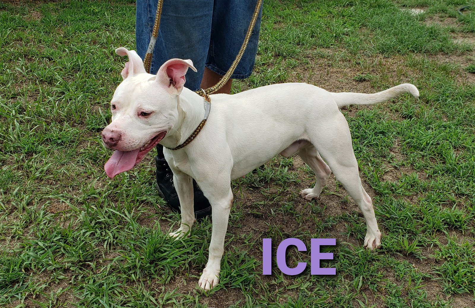 adoptable Dog in Seaford, DE named Ice
