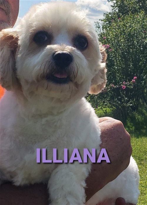 Illiana