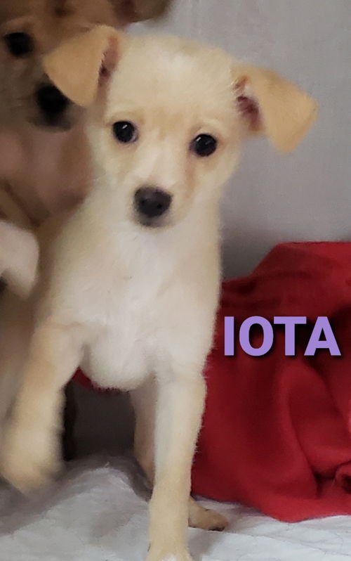 Iota