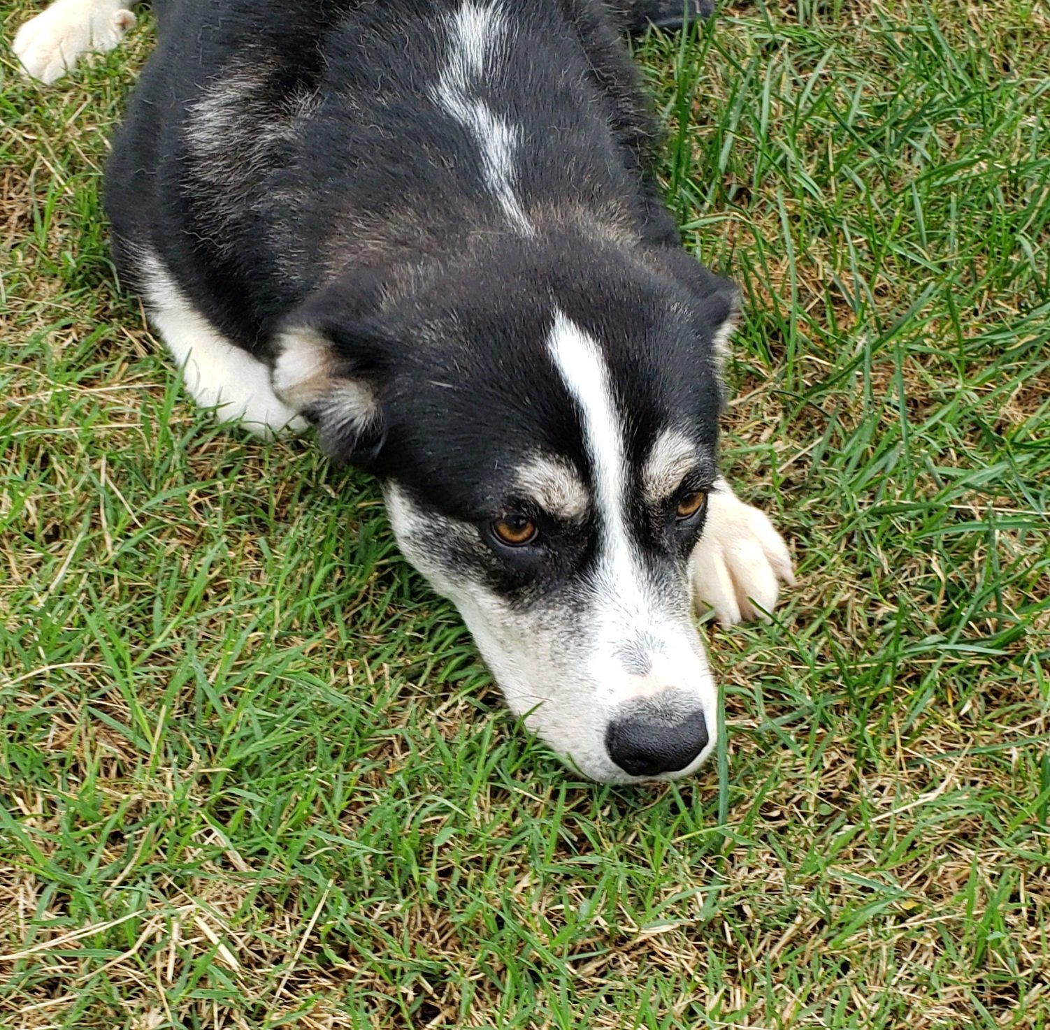 adoptable Dog in Seaford, DE named Indigo