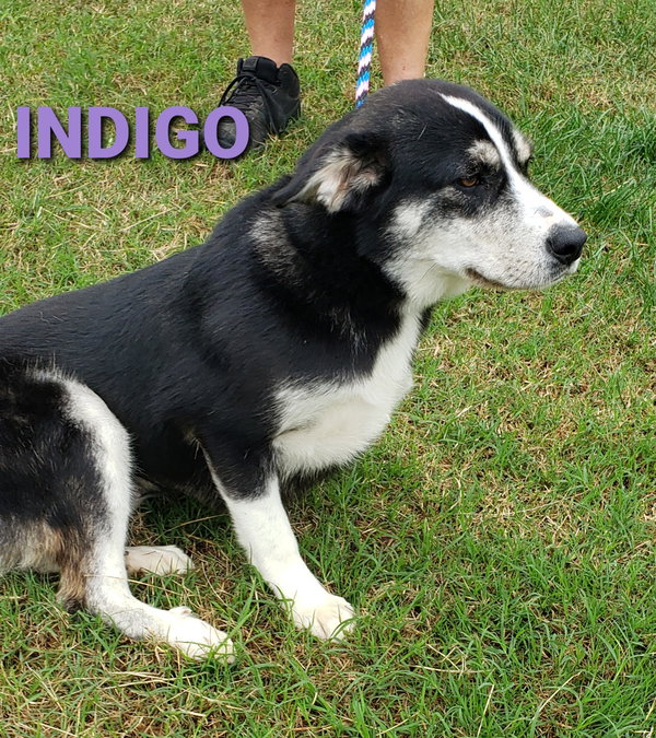 Indigo