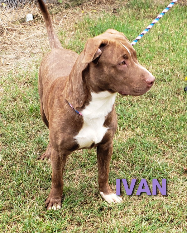 Ivan