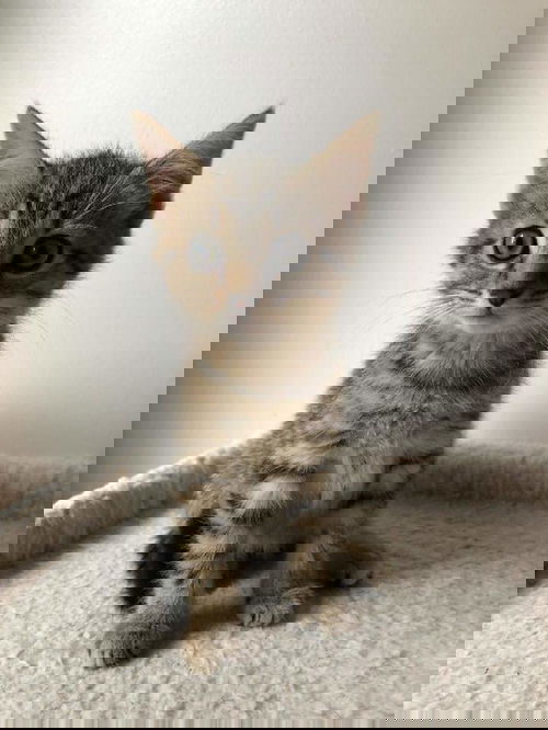 Dulcie