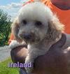 Ireland PENDING ADOPTION