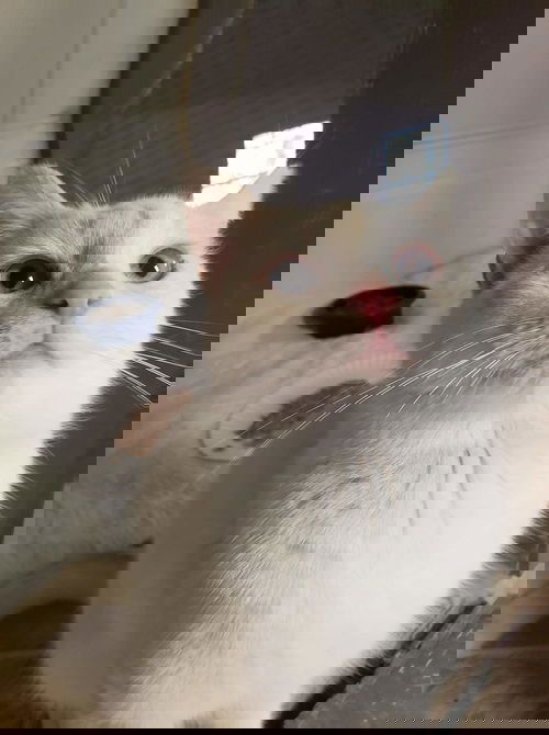 Drexel