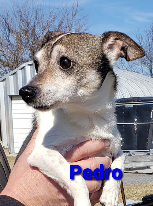 Pedro PENDING ADOPTION