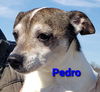 Pedro PENDING ADOPTION