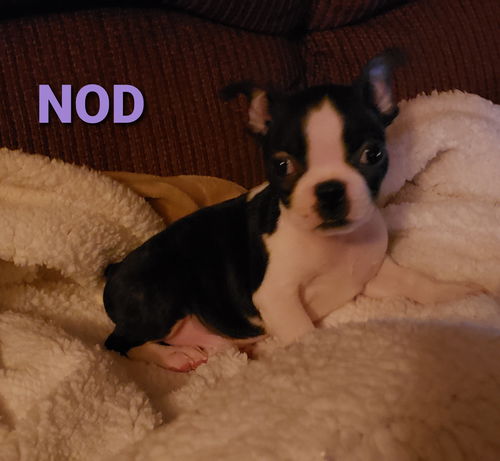 Nod PENDING ADOPTION