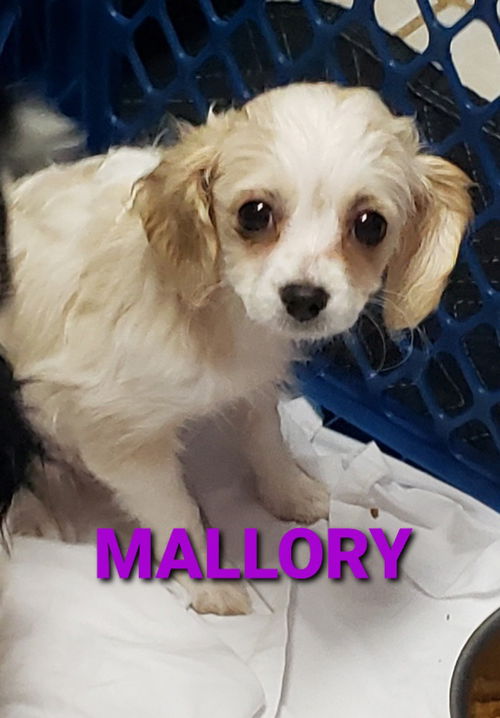 Mallory. PENDING ADOPTION