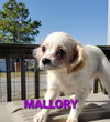 Mallory. PENDING ADOPTION