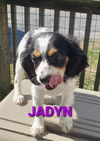 Jadyn. PENDING ADOPTION