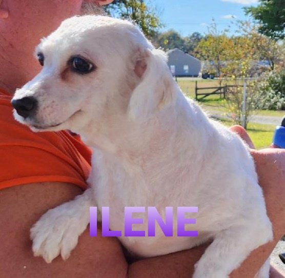 adoptable Dog in Seaford, DE named Ilene