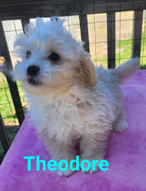 Theodore PENDING ADOPTION