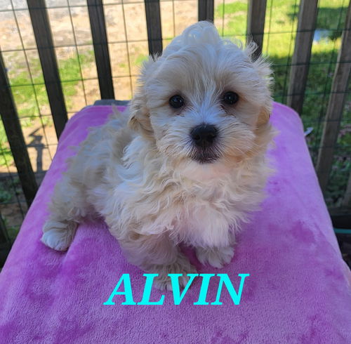 Alvin PENDING ADOPTION