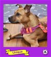adoptable Dog in  named Unique