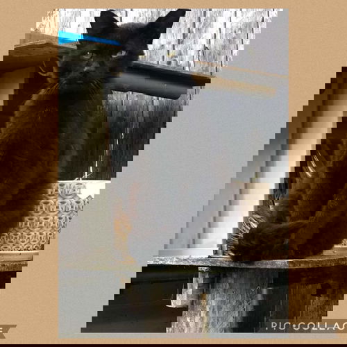 Coca