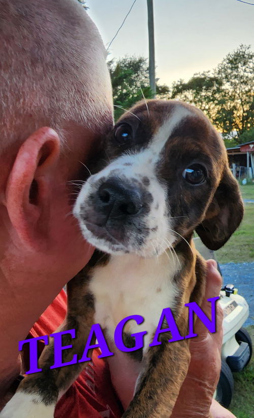 Teagan