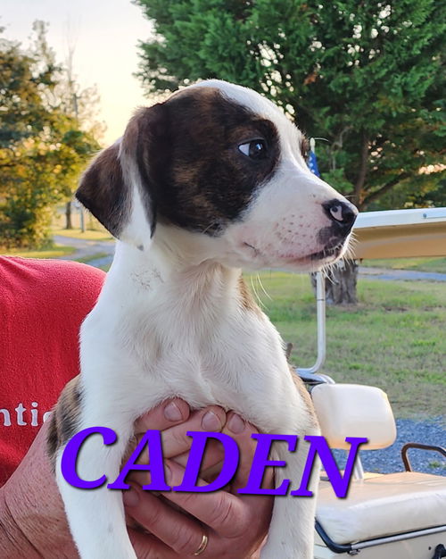 Caden