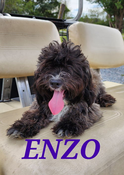 Enzo