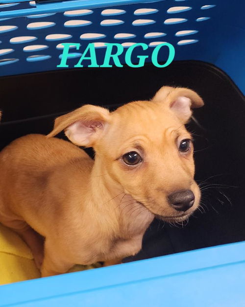 Fargo