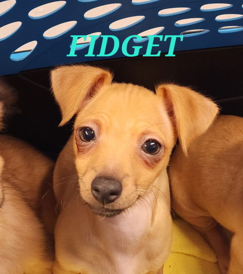 Fidget