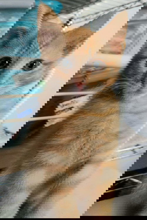 Crookshanks