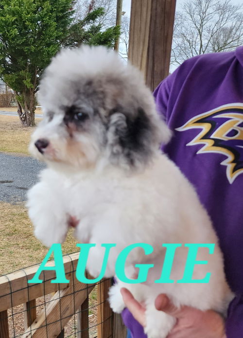 Augie