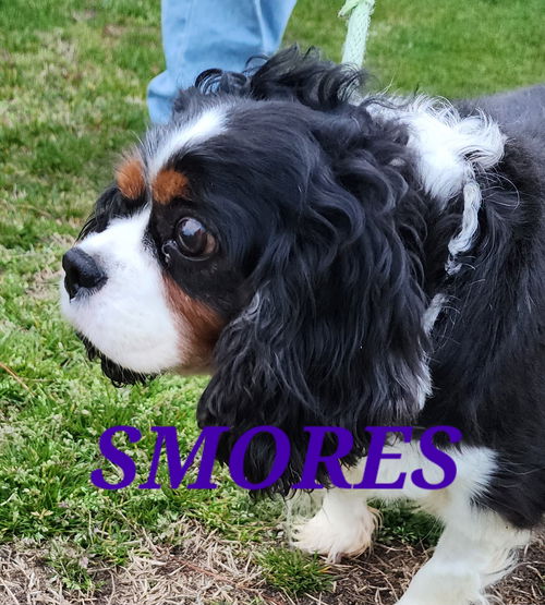 Smores